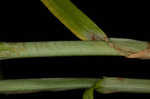 Bur-reed sedge